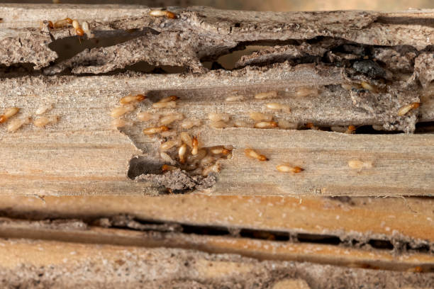 Reliable Mitchell, SD Pest Control Solutions