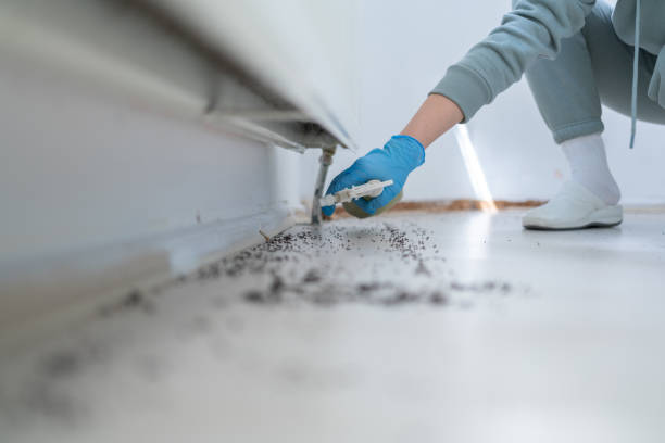Best Wasp Removal Services  in Mitchell, SD